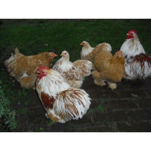 cochin broedeieren Oker/Wit en Buff/Wit