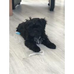 Supermooie boomer pups (shih tzu x Lhasa apso)