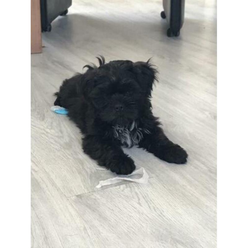 Supermooie boomer pups (shih tzu x Lhasa apso)