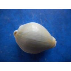 Schelpen: Cypraea moneta icterina (freaks) f+/g 20-33mm