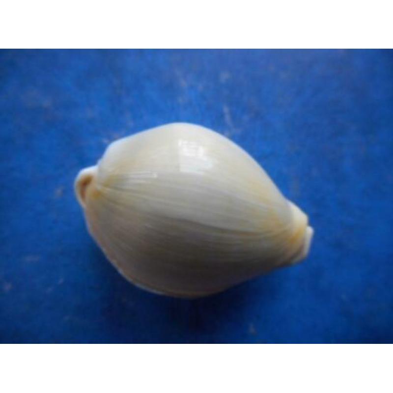 Schelpen: Cypraea moneta icterina (freaks) f+/g 20-33mm