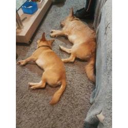 2 lieve hondjes