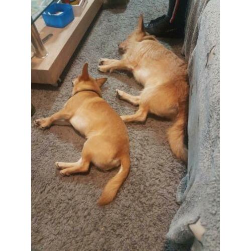 2 lieve hondjes