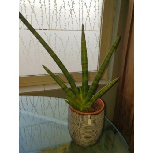 Mooie sterke binnenplant - Sansevieria Cylindrica Skyline