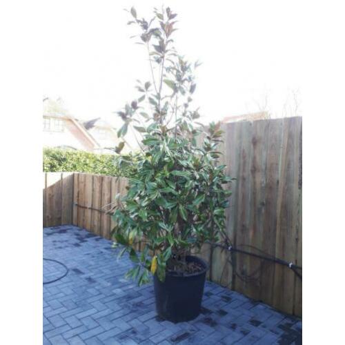 Magnolia grandiflora gallisonensis wintergroene magnolia