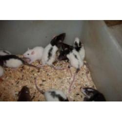 Ratjes,Muizen,Gerbils en Veeltepelmuizen.