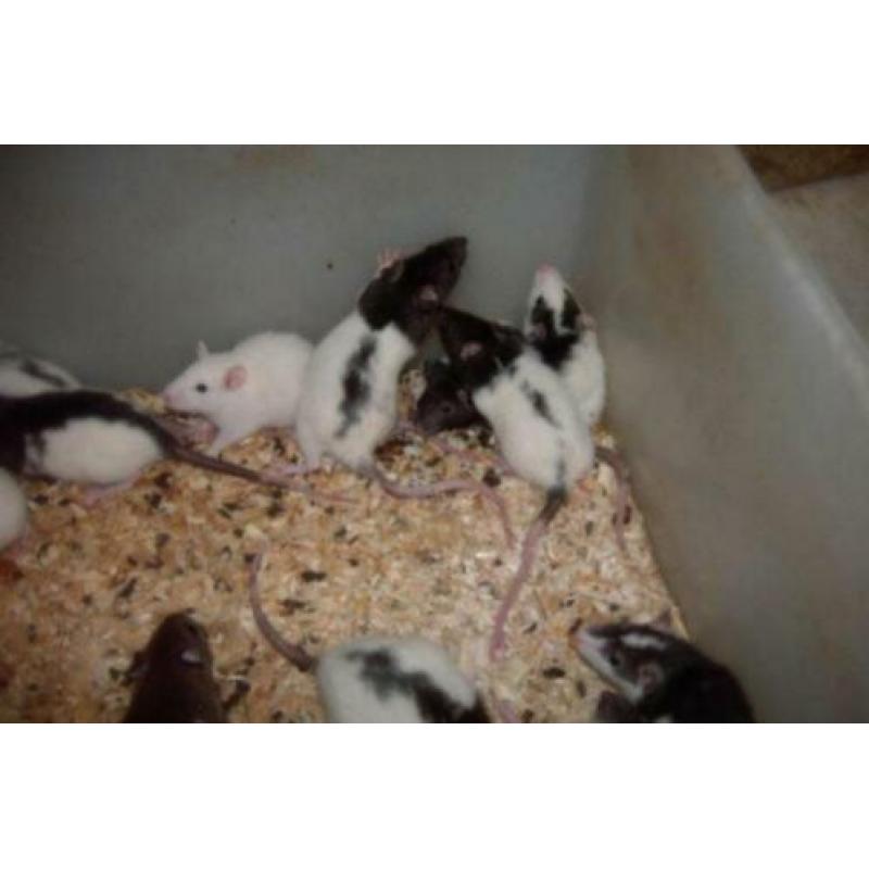 Ratjes,Muizen,Gerbils en Veeltepelmuizen.
