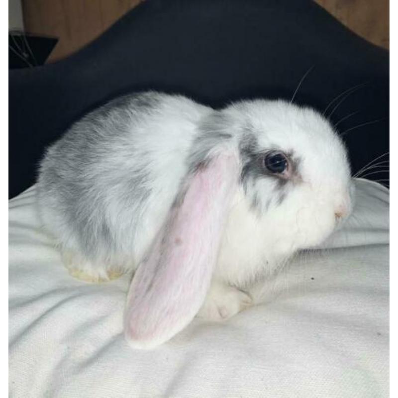 Lieve jonge Franse Hangoor konijnen