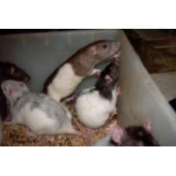 Ratjes,Muizen,Gerbils en Veeltepelmuizen.