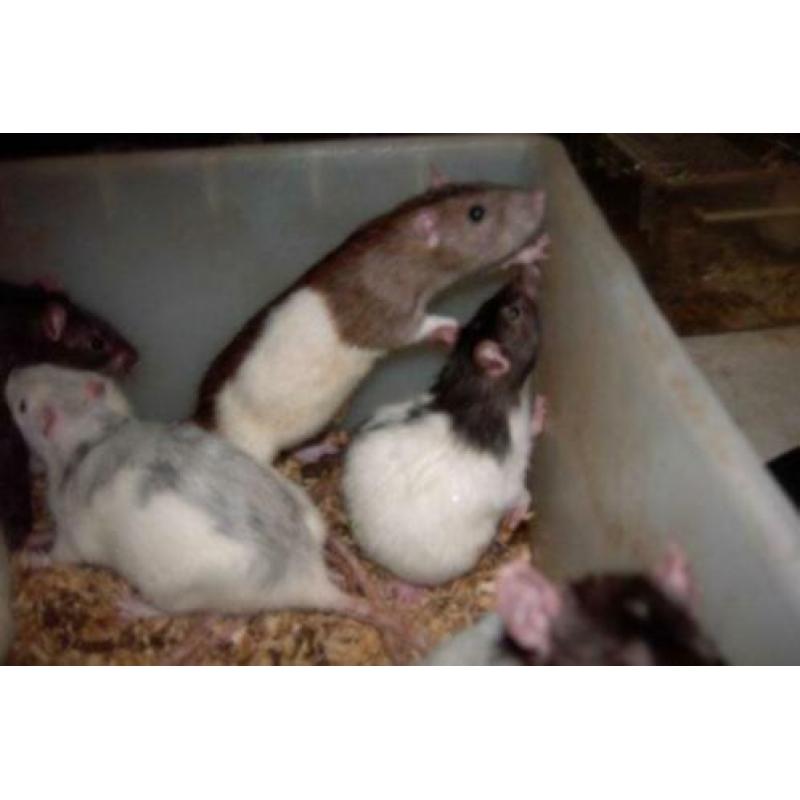 Ratjes,Muizen,Gerbils en Veeltepelmuizen.