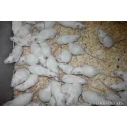 Ratjes,Muizen,Gerbils en Veeltepelmuizen.