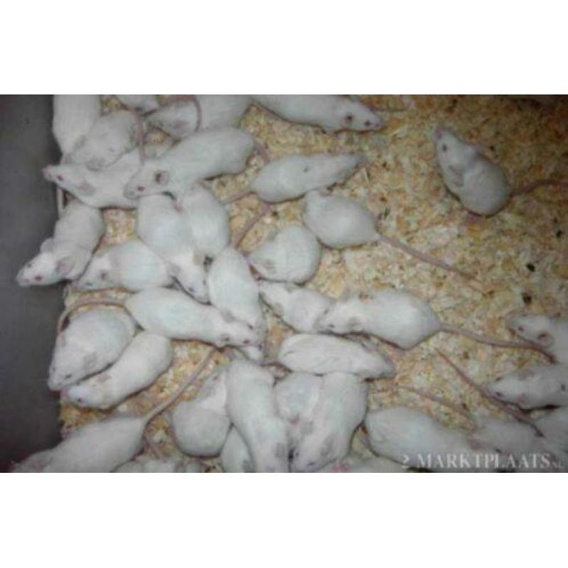 Ratjes,Muizen,Gerbils en Veeltepelmuizen.