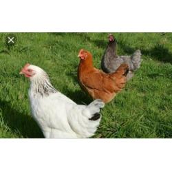 SussexKippen,Amrock,Barnevelder,NHBlauwe,Leghorn,Marans