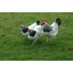 SussexKippen,Amrock,Barnevelder,NHBlauwe,Leghorn,Marans