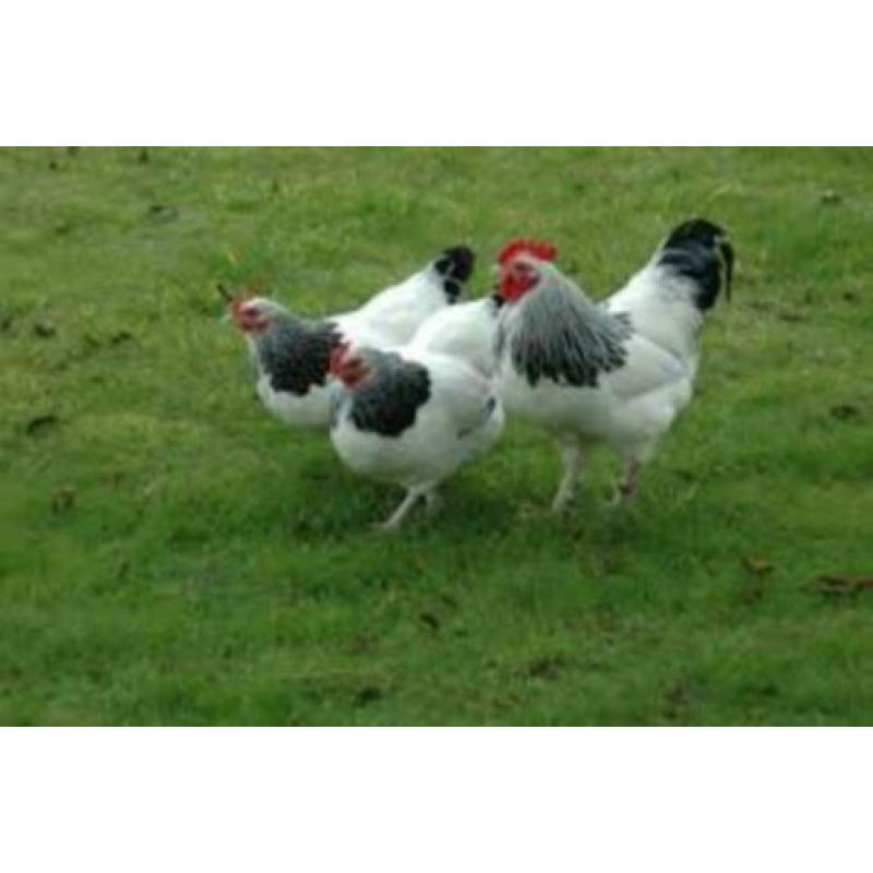 SussexKippen,Amrock,Barnevelder,NHBlauwe,Leghorn,Marans