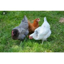 SussexKippen,Amrock,Barnevelder,NHBlauwe,Leghorn,Marans