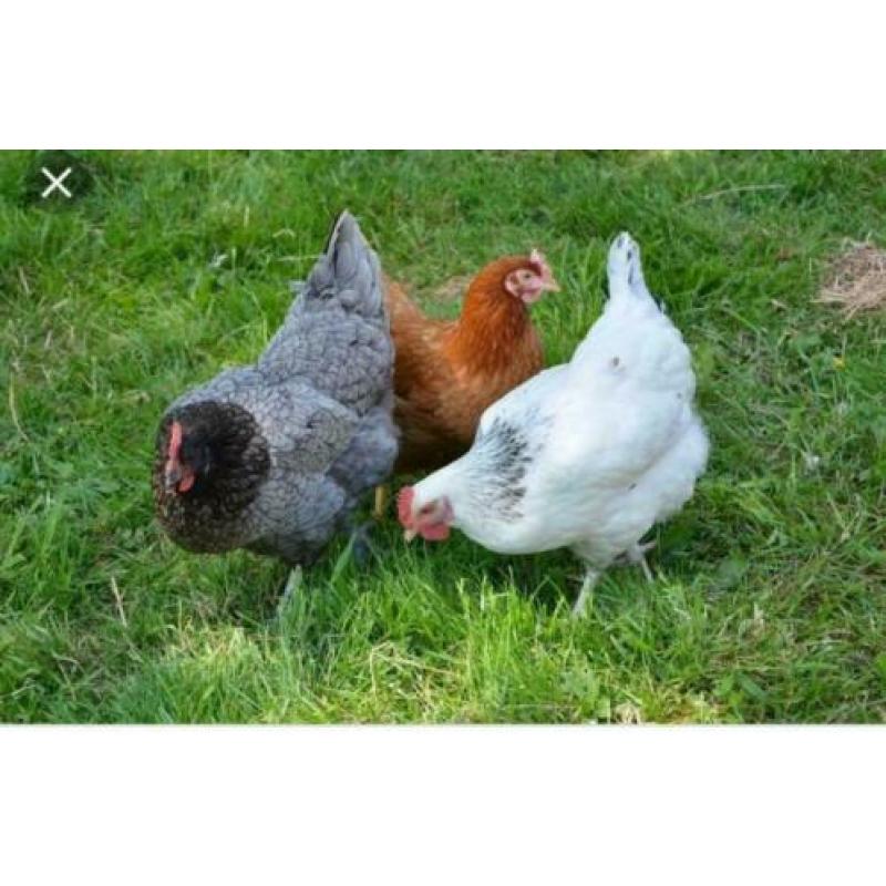 SussexKippen,Amrock,Barnevelder,NHBlauwe,Leghorn,Marans