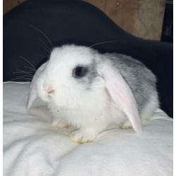 Lieve jonge Franse Hangoor konijnen