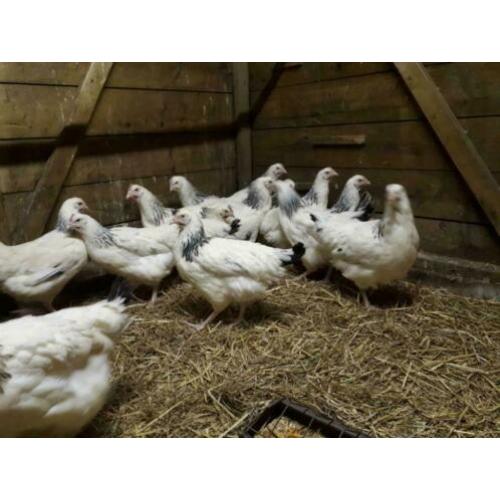 SussexKippen,Amrock,Barnevelder,NHBlauwe,Leghorn,Marans