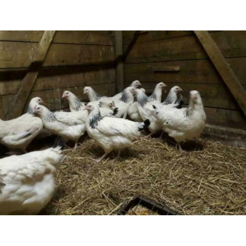 SussexKippen,Amrock,Barnevelder,NHBlauwe,Leghorn,Marans