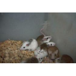 Ratjes,Muizen,Gerbils en Veeltepelmuizen.
