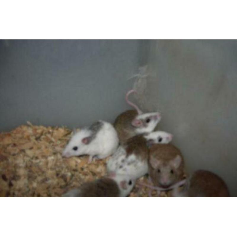 Ratjes,Muizen,Gerbils en Veeltepelmuizen.