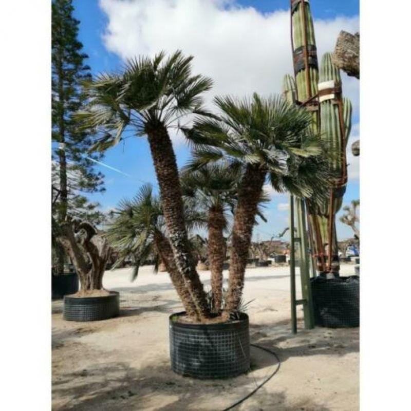 Chamaerops Humilis - Europese Dwergpalm 600-750cm art46200
