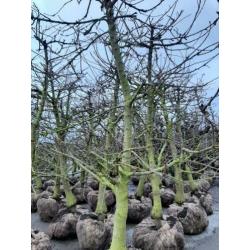 Perenbomen appelbomen kersenbomen fruitbomen