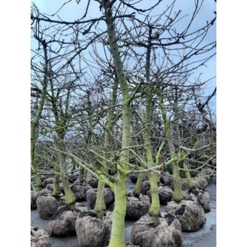 Perenbomen appelbomen kersenbomen fruitbomen