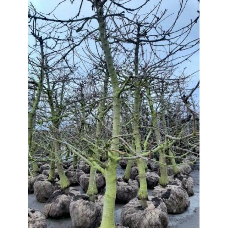Perenbomen appelbomen kersenbomen fruitbomen