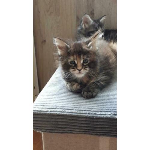 dieren. katten van Maine Coon met stamboom