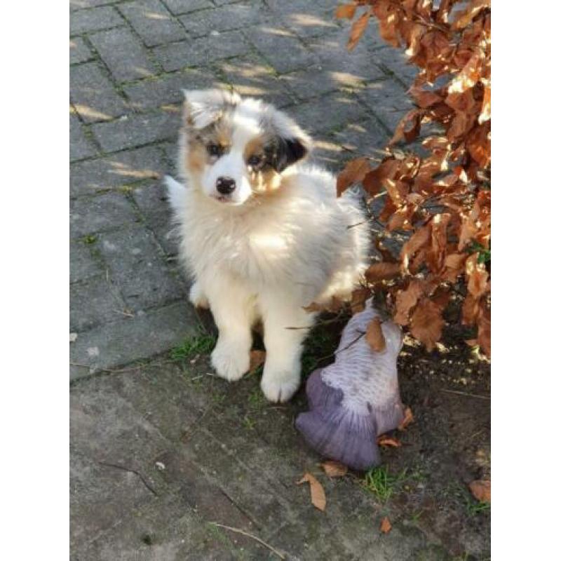 Australian Shepherd - Blue merle teefje