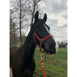 Mooie 5 jarige Ruin Onbeleerd