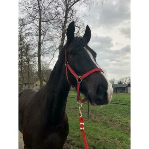 Mooie 5 jarige Ruin Onbeleerd
