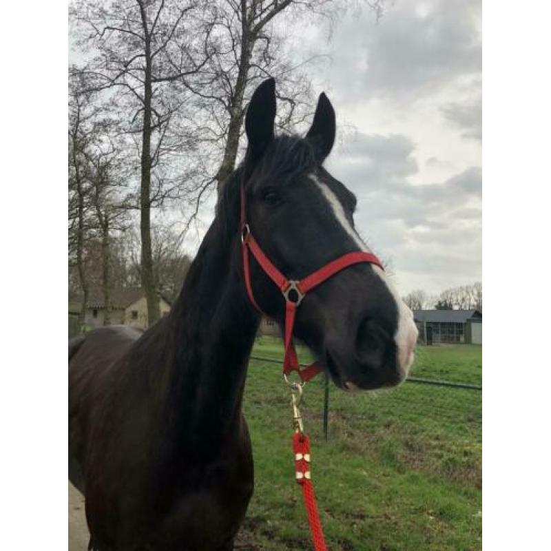 Mooie 5 jarige Ruin Onbeleerd