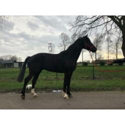 Mooie 5 jarige Ruin Onbeleerd