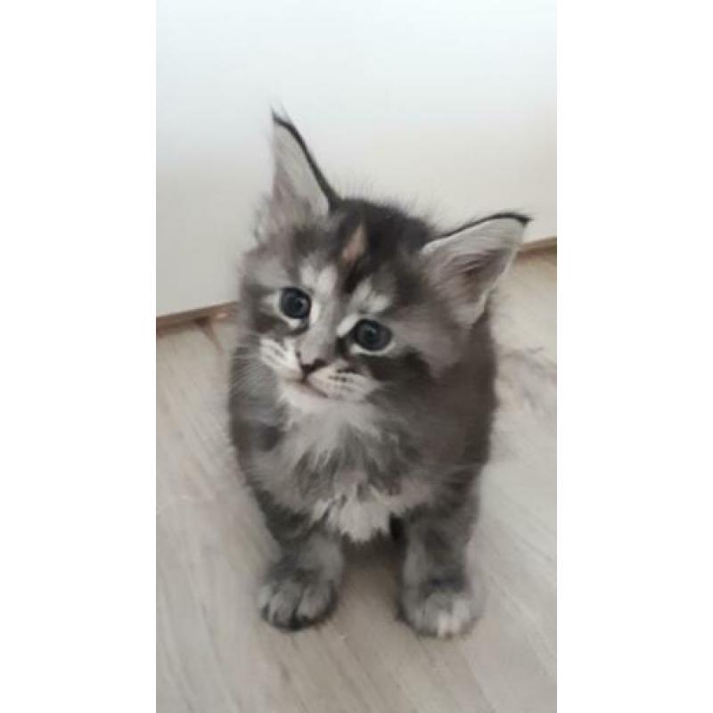 dieren. katten van Maine Coon met stamboom