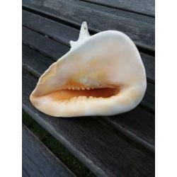 schelp grote schelp