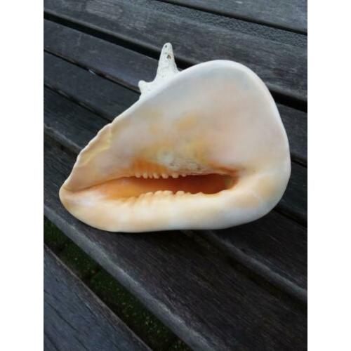schelp grote schelp