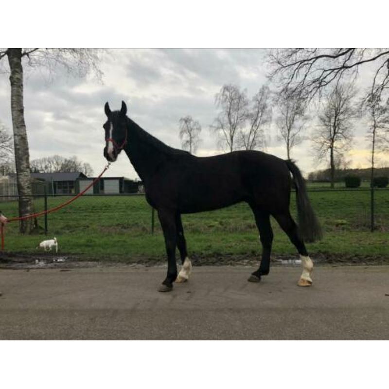 Mooie 5 jarige Ruin Onbeleerd