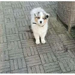 Australian Shepherd - Blue merle teefje