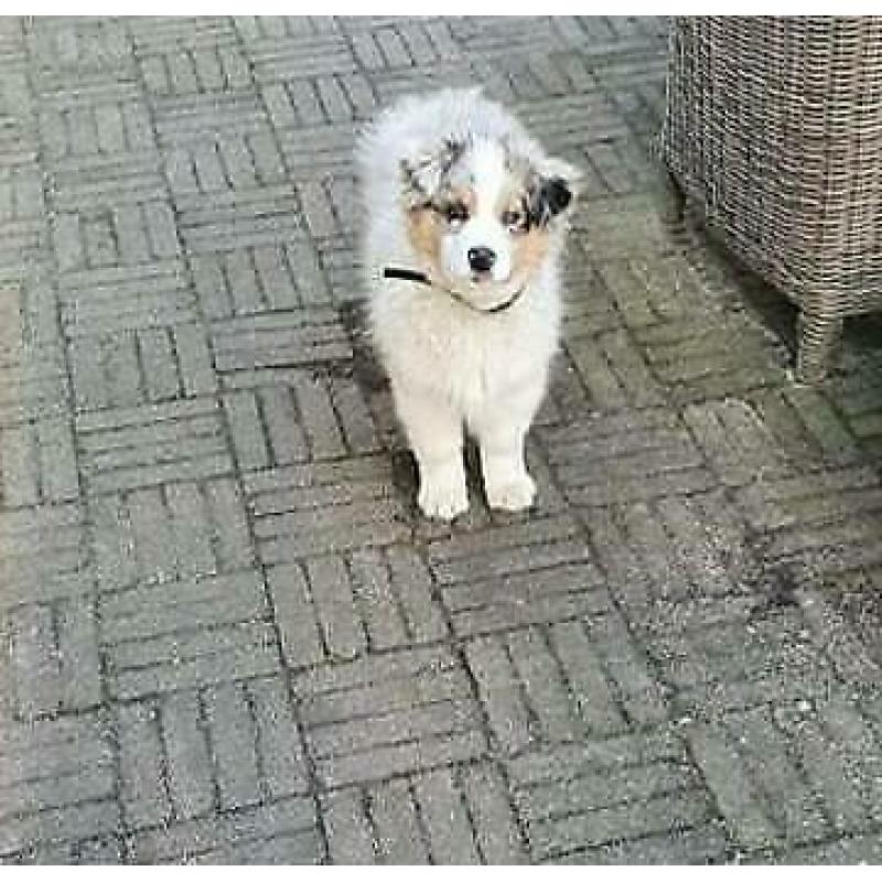 Australian Shepherd - Blue merle teefje