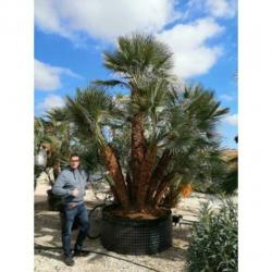 Chamaerops Humilis - Europese Dwergpalm 600-750cm art46200