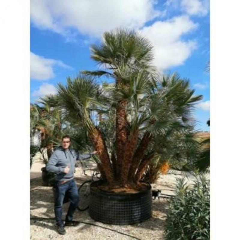 Chamaerops Humilis - Europese Dwergpalm 600-750cm art46200
