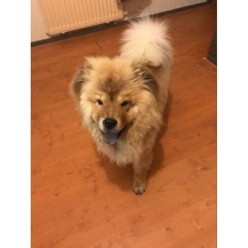 ter dekking prachtige gezonde teef chow chow