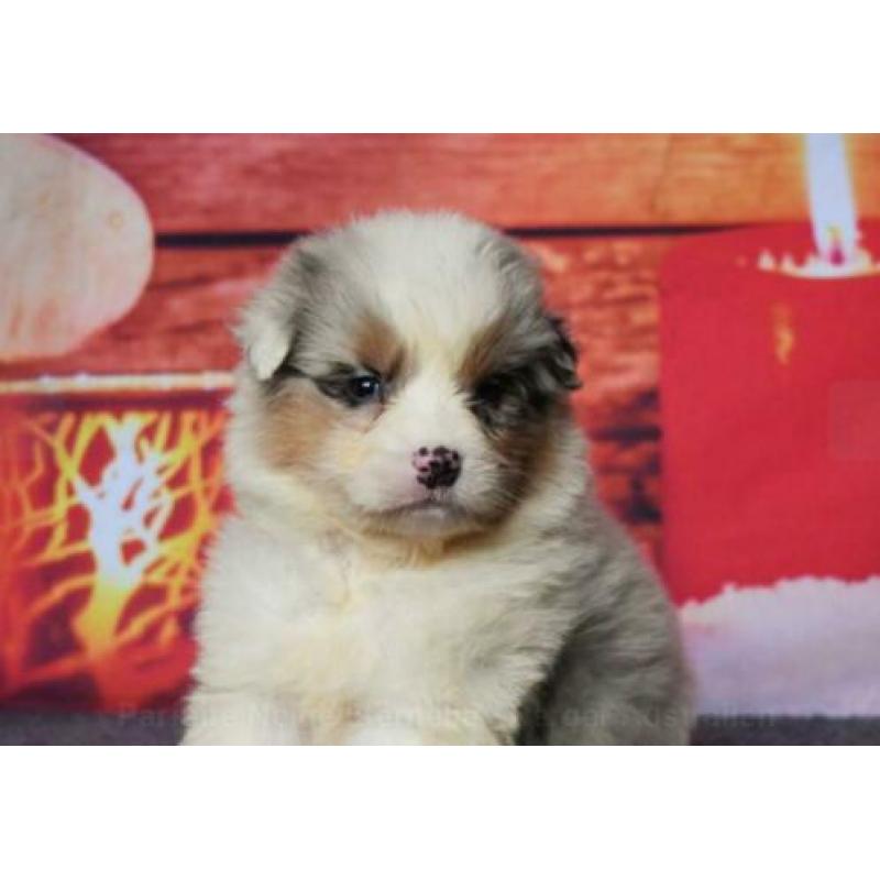 Australian Shepherd - Blue merle teefje