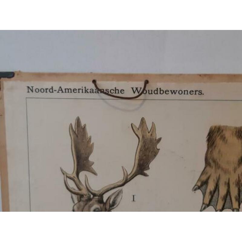 Schoolplaat Noord-Amerikaanse woudbewoners, 1.02x74cm