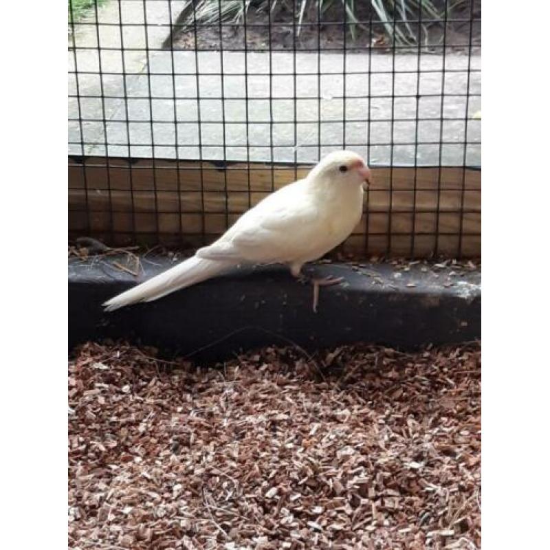 Kakariki pop geel 2019.