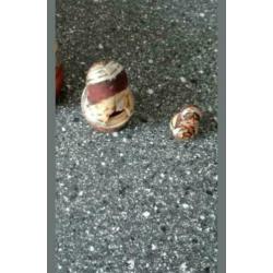 Houten pop matroesjka poppen