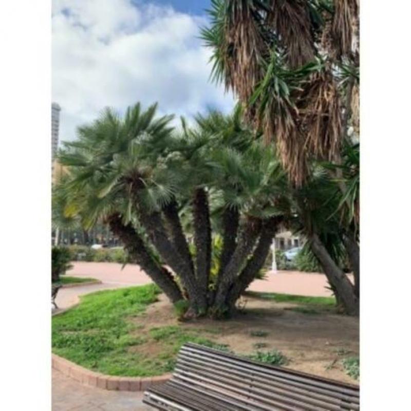 Chamaerops Humilis - Europese Dwergpalm 600-750cm art46200